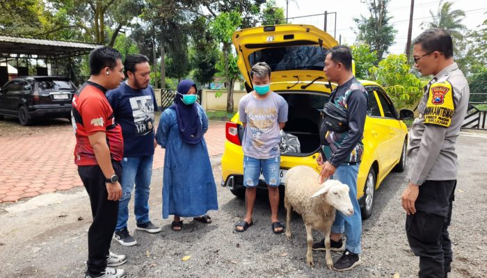 Polisi Bekuk Pasutri Pelaku Curhewan Kambing Pakai Mobil Mewah