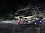 Polsek Prajekan Gerak Cepat Tangani Pohon Tumbang yang Menutupi Akses Jalan