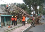 Gerak Cepat Babinsa Koramil 0822/01 Bondowoso Bantu Evakuasi Pohon Tumbang 