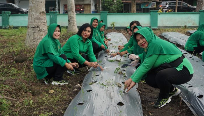 Persit Kodim Bondowoso Galakkan Tanam Cabai