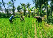 *Babinsa Dadapan: Mitra Setia Petani dalam Meningkatkan Produktivitas Padi*