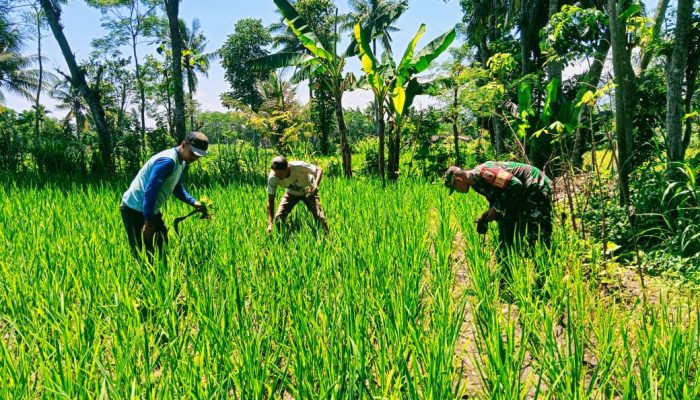 *Babinsa Dadapan: Mitra Setia Petani dalam Meningkatkan Produktivitas Padi*