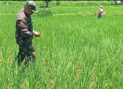 Babinsa Turun Ke Sawah Bantu Petani Tebarkan Pupuk