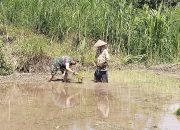 Guna Menjaga Swasembada Pangan Babinsa Tanggap Ikut Menanam Padi Di Desa Binaan