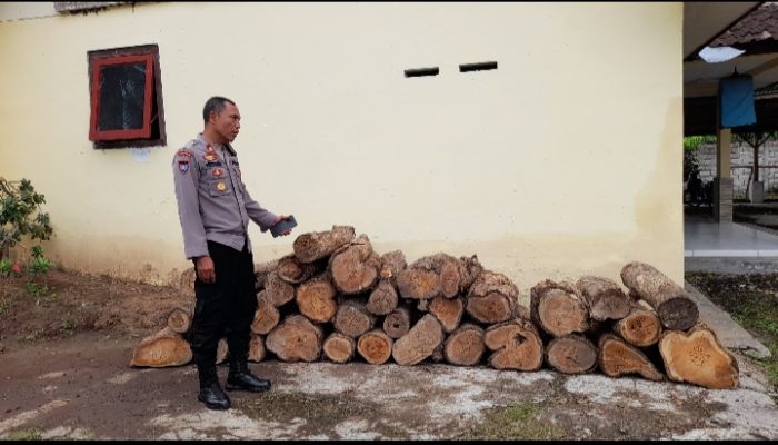 Polsek Klabang Amankan Puluhan Log Kayu Jati Hasil Illegal Logging