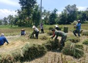 Peran Aktif Babinsa Sukosari Meningkatkan Ketahanan Pangan Lokal 