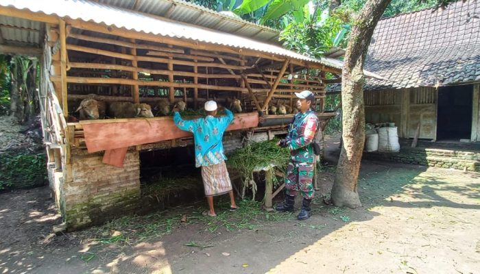 Sambangi Peternak Kambing: Babinsa Sampaikan Ini! 