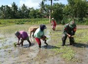 Dukung Kesejahteraan Masyarakat dalam Hanpangan, Babinsa 0822/08 Grujugan Dampingi Tanam Padi 