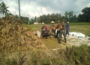 Babinsa KORAMIL 12 Sukosari Mendukung Produktivitas Petani Melalui Pendampingan Panen Padi