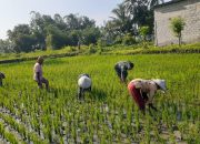 Babinsa Koramil 15/Klabang Serka Didik PS Berperan Aktif dalam Pendampingan Tanam Padi di Sawah Warga