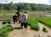 TNI Manunggal, Babinsa Pakem Semangati Petani Tanam Padi