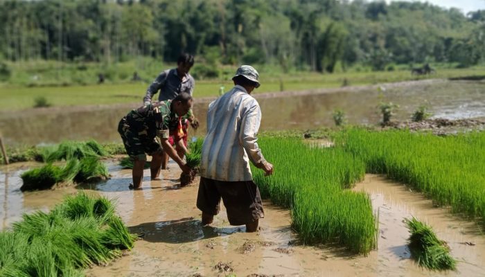 TNI Manunggal, Babinsa Pakem Semangati Petani Tanam Padi