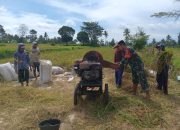 Babinsa Desa Karanganyar Bantu Panen Padi, Petani Puji Pendampingannya