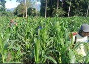 Setiap Saat Siap Bergerak Membantu Petani Babinsa Bantu Warga Penyemprotan Hama Tanaman Jagung