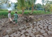 Babinsa Kodim 0822 Bondowoso Serentak Dampingi Petani Mengolah Lahan Sawah