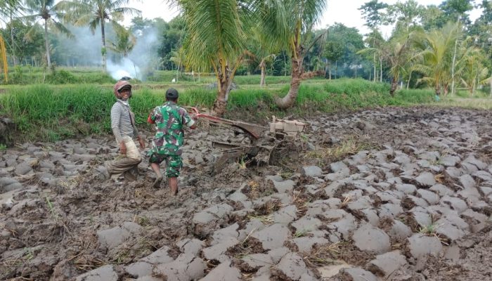 Babinsa Kodim 0822 Bondowoso Serentak Dampingi Petani Mengolah Lahan Sawah