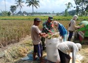 Babinsa Kelurahan Dabasah: Bantu Pertanian Warga dengan Keterlibatan Aktif