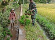 Babinsa Kopka Jermias Bantu Petani Cabut Bibit Padi Siap Tanam