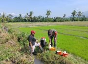 Babinsa Koramil 0822/01 Bantu Penyemprotan Herbisida (Gulma) 