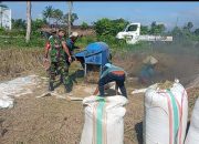 Babinsa Koramil 0822/09 Pujer Bondowoso,Hasil Panen Melimpah Begini Kata Serda Alamudin