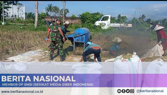 Babinsa Koramil 0822/09 Pujer Bondowoso,Hasil Panen Melimpah Begini Kata Serda Alamudin