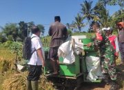 Babinsa Wonosari Bantu Panen Padi dengan Mesin Modern, Warga Merasa Terbantu