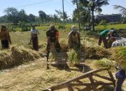 Sukses Panen Padi di Desa Dawuhan: Babinsa Berperan Penting dalam Pendampingan Petani