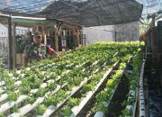 Babinsa Pelopor Pemanfaatan Lahan Kosong di Desa Sekar Putih: Budidaya Hidroponik Tanaman Selada
