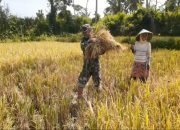 Babinsa Turun Tangan Dalam Panen Padi di Sukodono, Sukses Besar