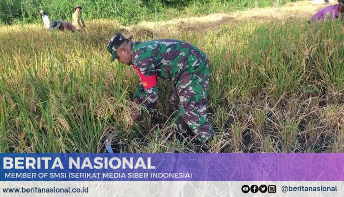 Panen Padi Bersama Babinsa: Wujud Sinergi TNI dan Petani