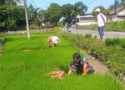 Meski Hari Libur, Semangat Serka Lugito Bantu Petani Cabut Benih Padi