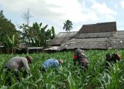 Babinsa Beraksi Bantu Pembersihan Lahan Jagung Warga Bondowoso