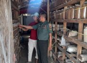 Babinsa Bantu UMKM Budidaya Jamur di Desa Sumber Pandan