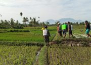 Berantas Hama, Babinsa Dampingi Kegiatan Gerdal OPT Tanaman Padi