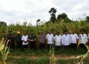 Ini Kata Dandim 0822 Bondowoso Pada saat Tinjau Lahan Jagung