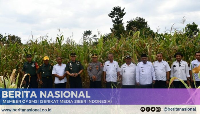 Ini Kata Dandim 0822 Bondowoso Pada saat Tinjau Lahan Jagung