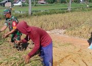 Babinsa Kelurahan Nangkaan Dampingi Panen Padi, Perkuat Ketahanan Pangan