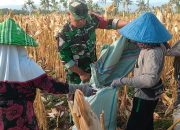 Petani Jagung Senang Karena Babinsa Ada Didekatnya 