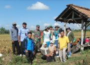 Babinsa dan PPL Berperan Aktif dalam Panen Padi di Desa Sumbersari