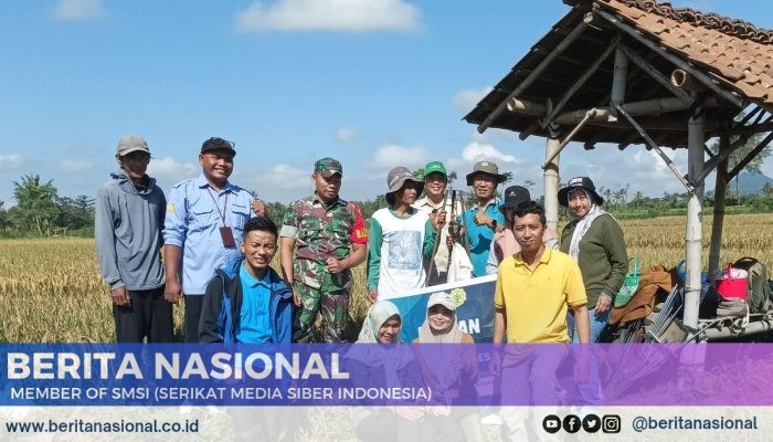 Babinsa dan PPL Berperan Aktif dalam Panen Padi di Desa Sumbersari