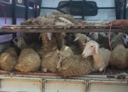 Yayasan Peduli Umat Bondowoso,Berkurban Kambing Sebayak 35 Ekor,Begini Pernyataan Rudi