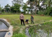 Babinsa Koramil Prajekan Dan Bhabinkamtibmas Sambangi Petani