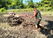 Wujud Kepedulian, Babinsa Posramil Botolinggo Bantu Petani Bajak Sawah