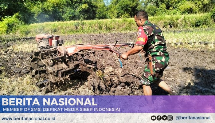 Wujud Kepedulian, Babinsa Posramil Botolinggo Bantu Petani Bajak Sawah