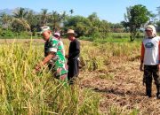 Tak Mengenal Hari Libur, Babinsa Koramil 08/0822 Bondowoso Ikut Bantu Warga Panen Padi