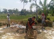 Babinsa Kademangan Bantu Petani Panen Padi