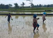 Babinsa Kodim 0822 Lakukan Pendampingan Pangan di Desa Binaan