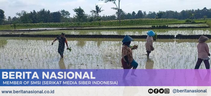 Babinsa Kodim 0822 Lakukan Pendampingan Pangan di Desa Binaan