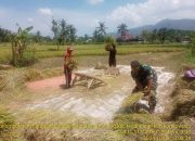 Babinsa Desa Mandiro Dampingi Petani dalam Panen Padi: Meningkatkan Hasil Pertanian Bersama