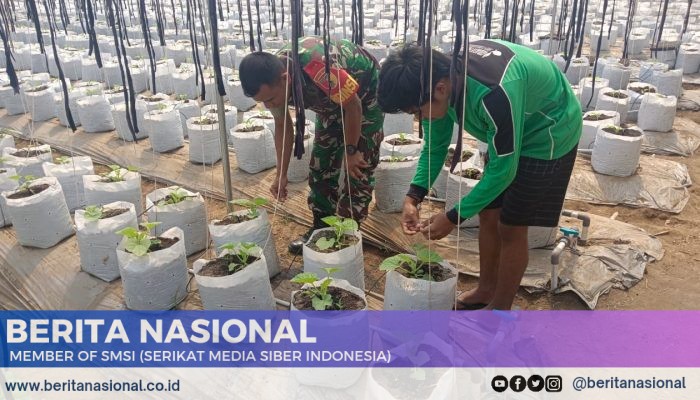 Sinergi TNI dan Petani Babinsa 0822 Dampingi Pemeliharaan Melon di Desa Petung”